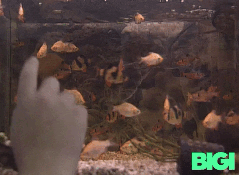 Fish GIF by BIGI_TV