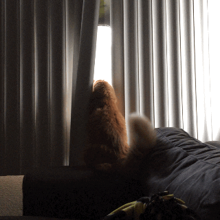 cats window GIF
