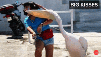 Why Animals Make The Best Friends