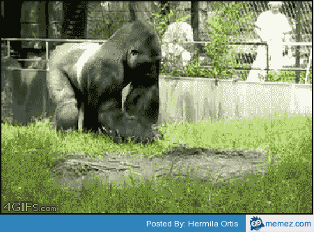 gorilla GIF