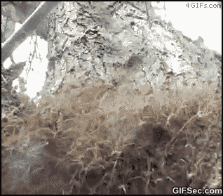 spiders GIF