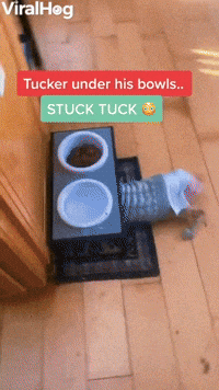 Tucker the Elderly Dog Gets Stuck Under Bowl