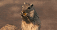 filmfeschdival  GIF
