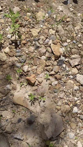 MOhunting giphyupload GIF