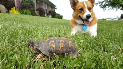 dog turtle GIF