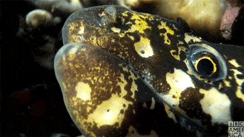 blue planet smile GIF by BBC America