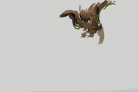 animation art GIF by Will Kim