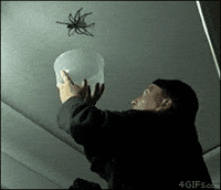 spider falls GIF