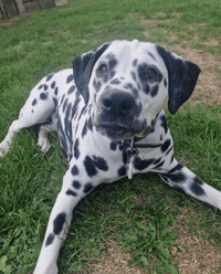 Annie Dalmatian GIF