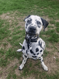 Annie Dalmatian GIF