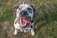 Dog GIF