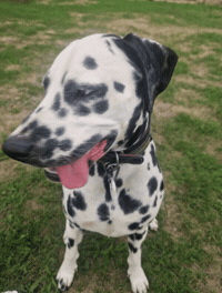 Dalmatian Cuky GIF