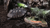 Salad Eating GIF by Korkeasaari Zoo