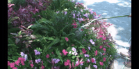 Flower Education GIF by DIIMSA Stock