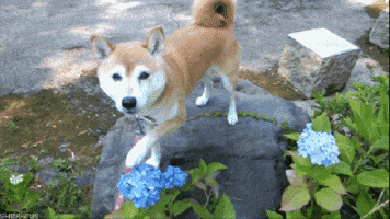 Flower Friend GIF