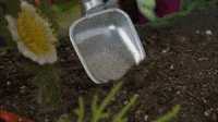 Digging