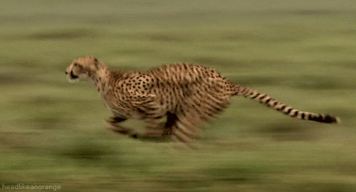 big cats cheetah GIF by Head Like an Orange