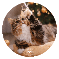 Cat Dog Sticker by Pets Deli