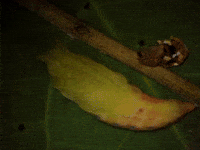 Time Lapse Forest GIF by Ansel Oommen