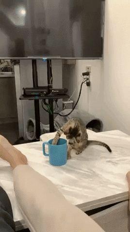 cuteanimalland giphyupload GIF