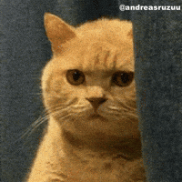 Cat Staring GIF