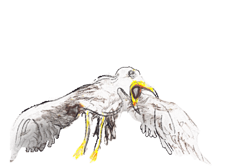 Bird Fly Sticker by Alex Boya