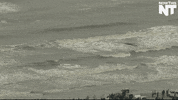 ocean whale GIF by NowThis 