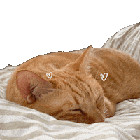Good Morning Sleeping Sticker