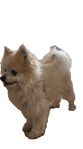 Dog Yes Sticker by Munjo Munjo