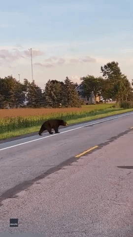 Bear Looks Both Ways Before Crossing Highway