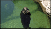 sea lion spinning GIF