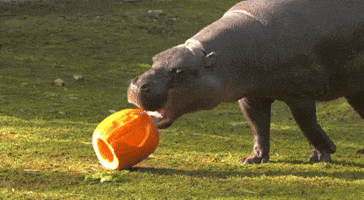 Animals at Chicago Zoo Treated to Spooky Snacks