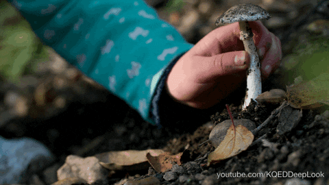 GIF by KQEDScience