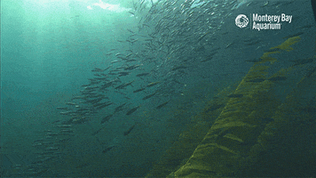 sea ocean GIF by Monterey Bay Aquarium