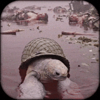 gray_turtle art war turtle helmet GIF