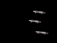 gerryandersontv ufo gerry anderson space 1999 gerryanderson GIF