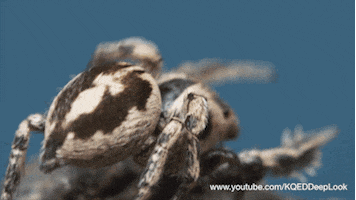 jumping spiders GIF by PBS Digital Studios
