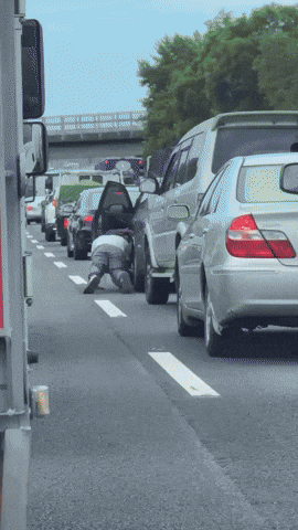 cuteanimalland giphyupload GIF