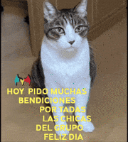 Las Chicas Amigos GIF by Murcianys LLC