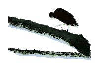 Halloween Tree Sticker by Valeria Vicente