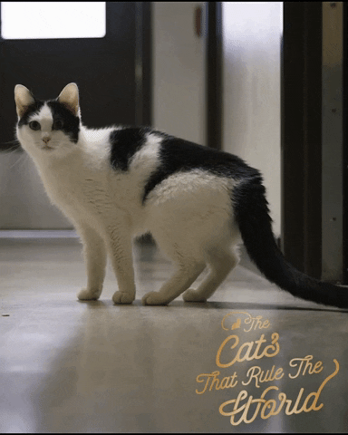 Cat Cats Rule GIF by Sheba Official