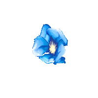 Water Flower Sticker by Pürsu Ailesi
