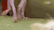 funny dogs GIF by Nat Geo Wild 
