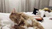 Cat Party GIF by Sam Mantell