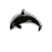 SabrinaPierri golfinho sabrinapierri Sticker