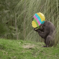 Gorillas Dig Into Easter-Themed Snack
