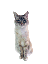 cat dog Sticker by Roundhouse