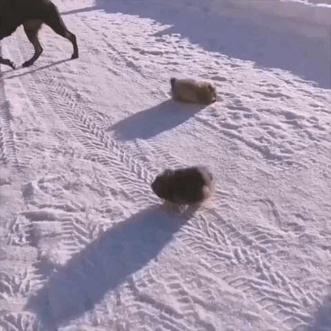 Pomeranian Pups Enjoy Romp in Fresh Snow During First Outing in Nesbyen