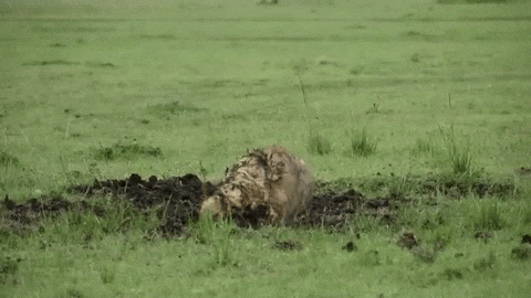 cuteanimalland giphyupload GIF