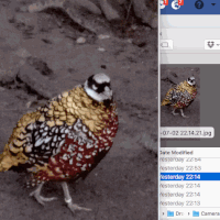 manual gif the first chicken included the egg GIF by William Wolfgang Wunderbar